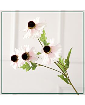 Black Eyed Susan Flower Fwr - Pink